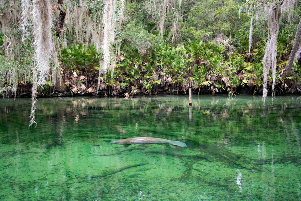 West Indian Manatee Blue Spring Florida USA