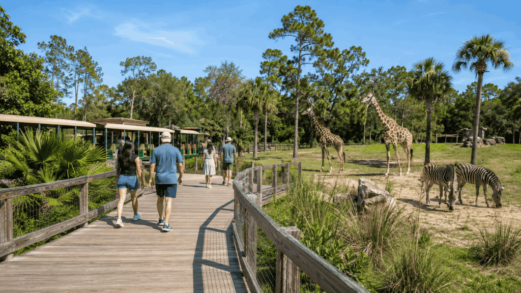 Sunny zoo stroll with giraffes and zebras at Gulf Breeze